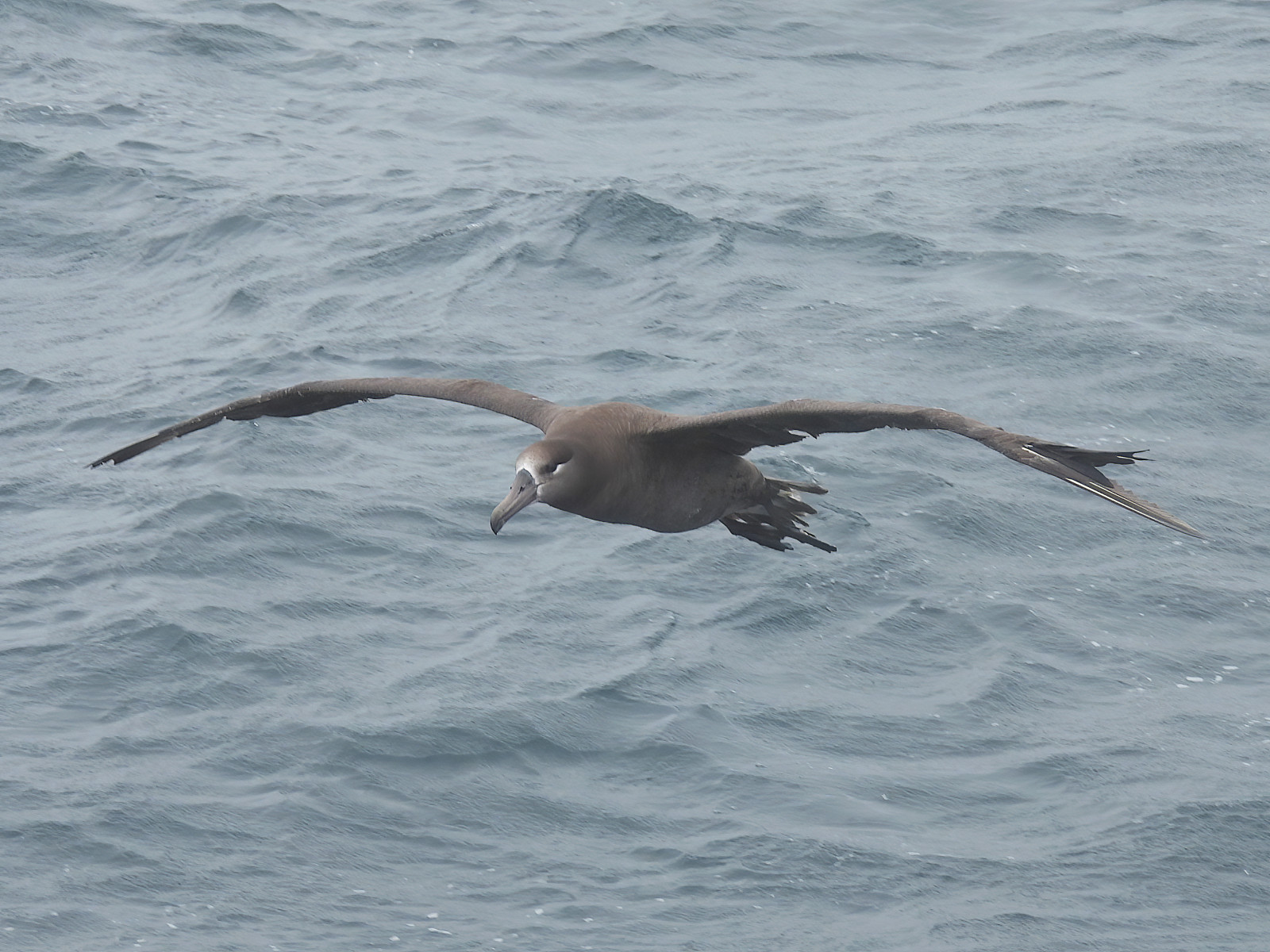image Black-footed Albatross